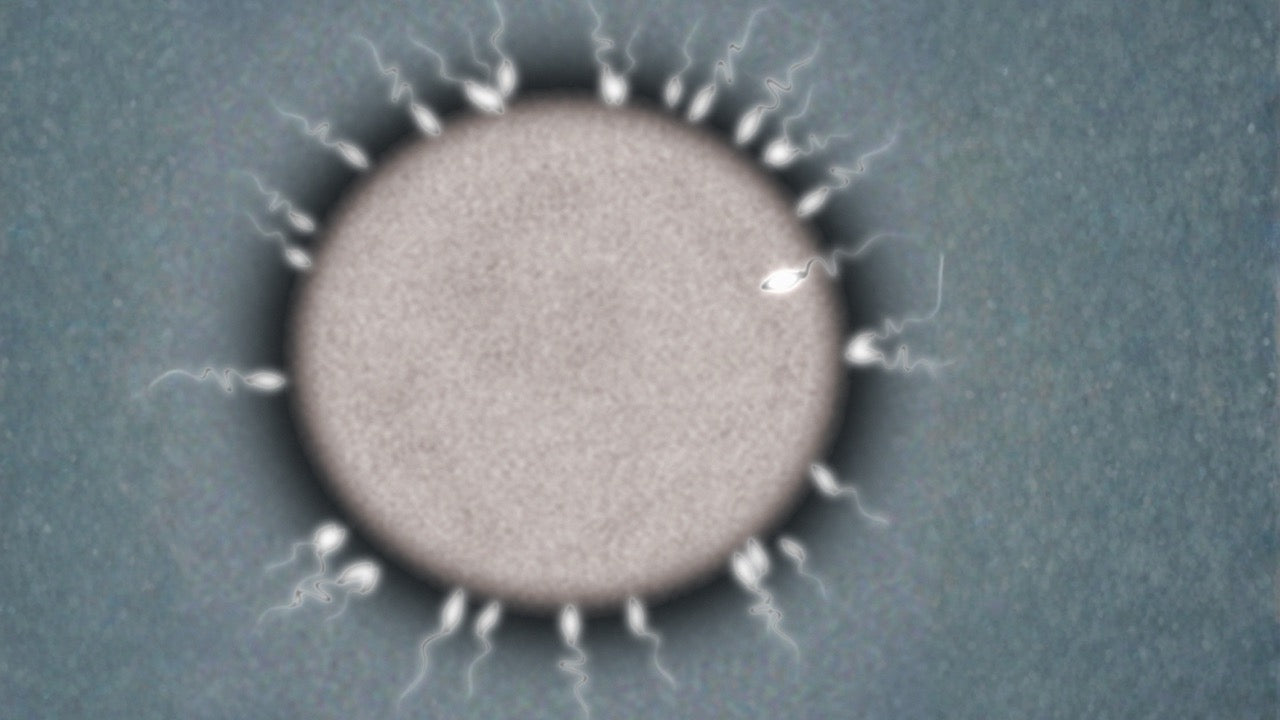 Wie lange überleben Spermien? Das solltest Du wissen!